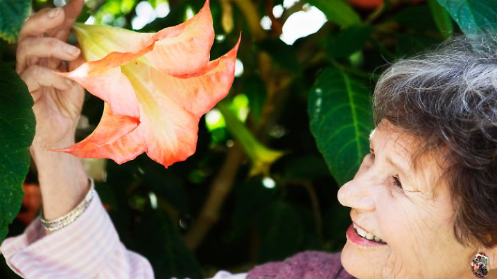 This old lady smiles admiringly at a beautiful Angel's Trumpet moonflower in her garden.