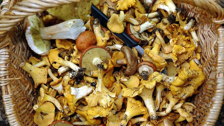 ARCHIV - In einem Waldstück nahe dem brandenburgischen Müllrose steht am 03.08.2003 ein mit Pilzen gefüllter Korb. Der Regen in diesem Sommer lässt die Pilze prächtig sprießen. «Wie es aussieht, wird es ein gutes Pilzjahr», kündigte Deutschlands einziger Landespilzsachverständige in einem dpa-Gespräch an. Foto: Patrick Pleul dpa/lmv (zu dpa-Gespräch «Regen lässt die Pilze sprießen» vom 30.07.2011)  +++(c) dpa - Bildfunk+++