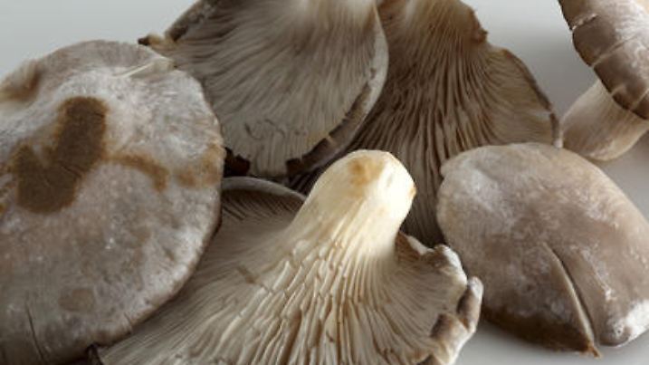 Austernpilze auf weissem Acryl. Nahaufnahme von den Membranen.
Der Austernseitling (Pleurotus ostreatus) ist ein Pilz aus der Gattung der Seitlinge (Pleurotus).
Der Austernseitling ist ein Saprobiont oder Schwcheparasit hauptschlich an Laubhlzern, dabei wird in Deutschland die Rotbuche als Substrat bevorzugt, daneben werden andere Laubhlzer, seltener Nadelholz besiedelt. Er besiedelt hauptschlich das Stammholz und dickere ste, an stehenden Bumen knnen die Fruchtkrper in mehreren Metern Hhe erscheinen. In Kultur ist der Austernseitling in der Lage diverse unterschiedliche Substrate zu nutzen (Stroh, Papier, Kaffeesatz, Fruchtfleisch von Kaffeebohnen, Weizenkrner und anderes). Mitteleuropische Stmme des Austernseitlings fruktifizieren erst bei niedrigen Temperaturen, Bresinsky fand, dass als Auslsereiz fr die Fruchtkrperbildung Temperaturen von unter 11 ¡C notwendig sind. Die Fruchtkrper des Austernseitlings sind in der Lage, Frostperioden zu berdauern und sporulieren noch bei Temperaturen unter dem Gefrierpunkt (nach Bresinsky bis zu -2,8 ¡ C). Entsprechend ist der Austernseitling in Mitteleuropa ein "Winterpilz". In Kultur sind aus Florida stammende Formen, die als cv. "Florida" bezeichnet werden, diese Formen sind zur Fruktifikation nicht auf den Kltereiz angewiesen, sie sind heller als die mitteleuropische Wildform.