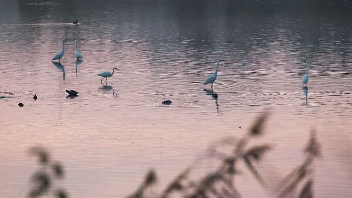 20.10.2024, Bayern, Coburg: Enten und Silberreiher sind bei Sonnenaufgang im Goldbergsee und suchen nach Nahrung. Foto: Daniel Vogl/dpa +++ dpa-Bildfunk +++