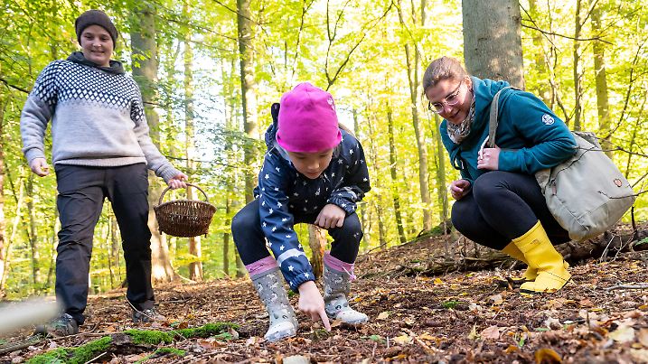 ILLUSTRATION - Eine Familie sammelt am 24.10.2021 in einem Wald bei Uelsby Fichtenzapfen und Kastanien (gestellte Szene). Foto: Benjamin Nolte