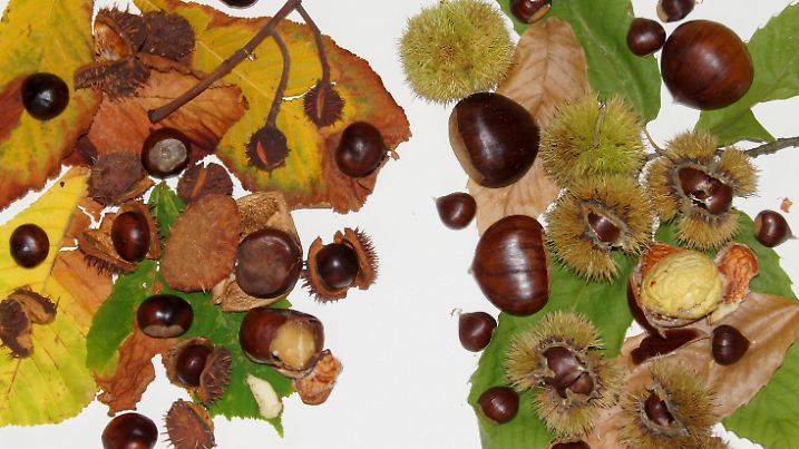 Kastanien im Herbst. Links: Rosskastanie (Aesculus hippocastanum), rechts: Edelkastanie auch Esskastanie (Castanea sativa) genannt. Beide sind Kapselfrüchte in einer mit spitzen Stacheln umgebenen Schale. Wegen des sehr trockenen Sommers 2018 sind viele Früchte aus Wassermangel sehr klein geblieben.
