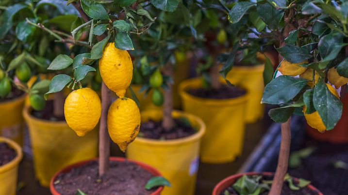 Close up view of lemon tree home plant. Sweden.