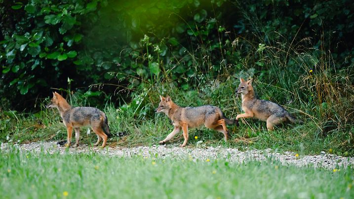 Group of Young Golden Jackals in Summer.