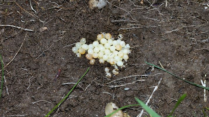 Snail egg laying on garden bed
