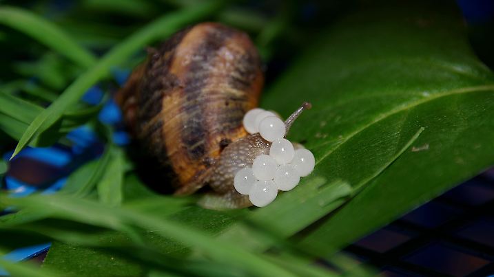 Snail laying eggs, white egg