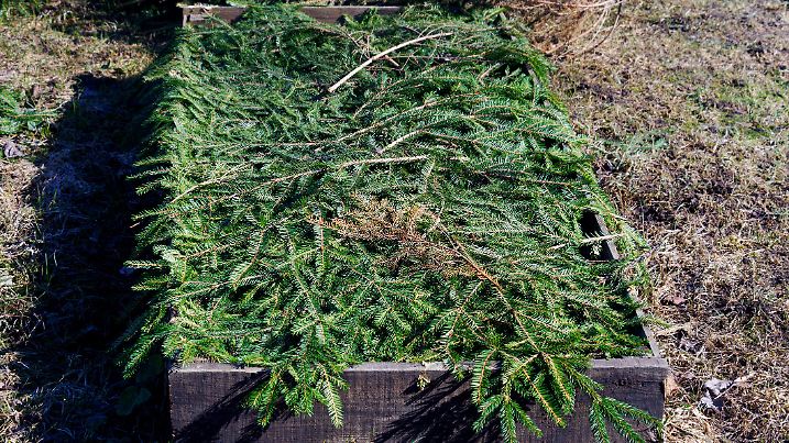 Garden bed covered with spruce branches to protect plants from frost in winter season