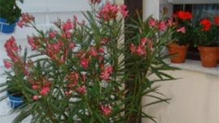 Oleander Giataganzidis