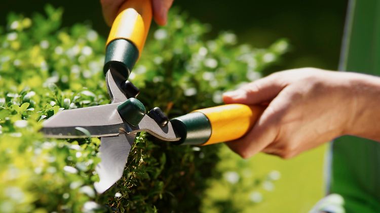 Man uses hedge clippers to trim hedge in garden