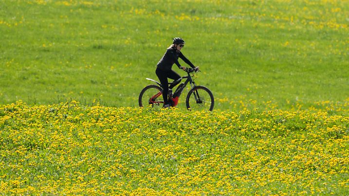 Eine Frau fährt bei Sonnenschein auf einem Feldweg mit ihrem Fahrrad, neben dem links und rechts Löwenzahn blüht. Rottweil Baden-Württemberg Deutschland *** A woman rides her bicycle on a dirt road in the sunshine, with dandelions blooming to the left and right Rottweil Baden Württemberg Germany