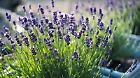Beautiful shallow focus on lavender herb blooms in blue pots.