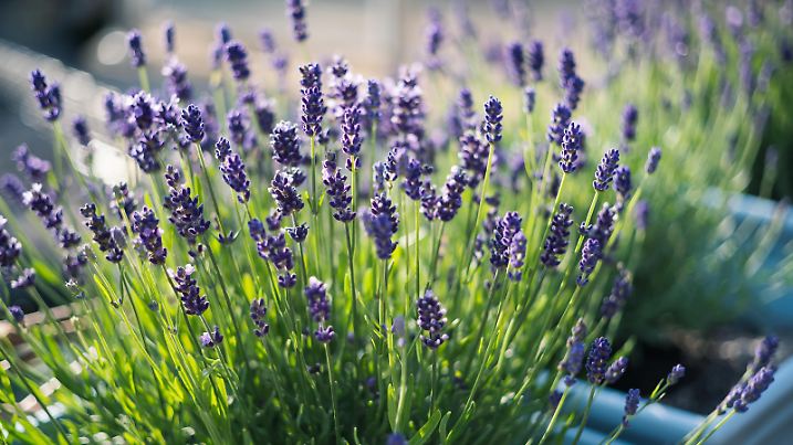 Beautiful shallow focus on lavender herb blooms in blue pots.