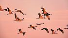 Crane birds or Common Cranes or Eurasian Cranes (Grus Grus) flying in mid air in a sunset during the autumn migration over the moors of Diepholz in Germany. The cranes feed and rest in the fields around the moors in  Lower Saxony, Germany during their migration from the breeding grounds in Northern Germany, Poland and Scandinavia to their winter habitats in Spain and Northern Africa.