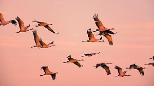 Crane birds or Common Cranes or Eurasian Cranes (Grus Grus) flying in mid air in a sunset during the autumn migration over the moors of Diepholz in Germany. The cranes feed and rest in the fields around the moors in Lower Saxony, Germany during their migration from the breeding grounds in Northern Germany, Poland and Scandinavia to their winter habitats in Spain and Northern Africa.