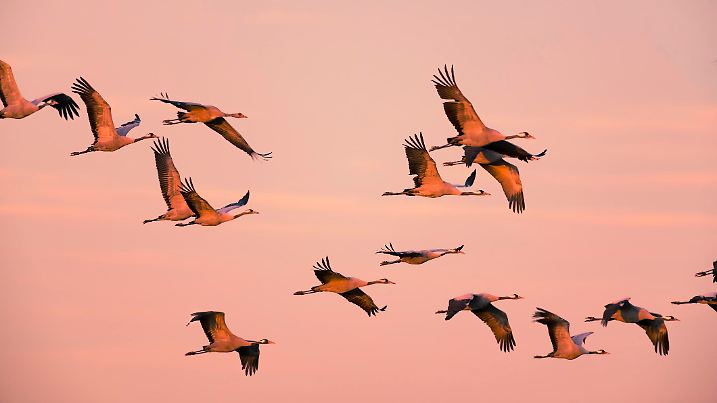 Crane birds or Common Cranes or Eurasian Cranes (Grus Grus) flying in mid air in a sunset during the autumn migration over the moors of Diepholz in Germany. The cranes feed and rest in the fields around the moors in  Lower Saxony, Germany during their migration from the breeding grounds in Northern Germany, Poland and Scandinavia to their winter habitats in Spain and Northern Africa.