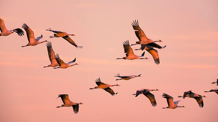 Crane birds or Common Cranes or Eurasian Cranes (Grus Grus) flying in mid air in a sunset during the autumn migration over the moors of Diepholz in Germany. The cranes feed and rest in the fields around the moors in  Lower Saxony, Germany during their migration from the breeding grounds in Northern Germany, Poland and Scandinavia to their winter habitats in Spain and Northern Africa.