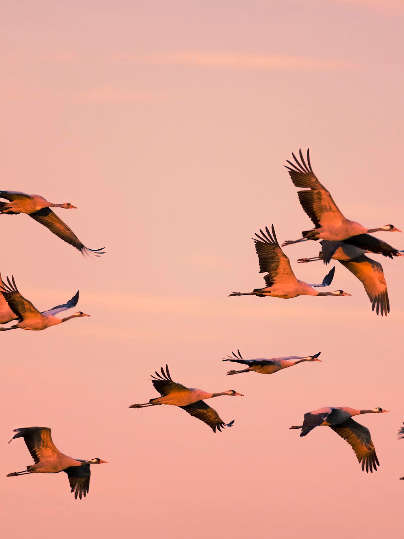 Crane birds or Common Cranes or Eurasian Cranes (Grus Grus) flying in mid air in a sunset during the autumn migration over the moors of Diepholz in Germany. The cranes feed and rest in the fields around the moors in  Lower Saxony, Germany during their migration from the breeding grounds in Northern Germany, Poland and Scandinavia to their winter habitats in Spain and Northern Africa.