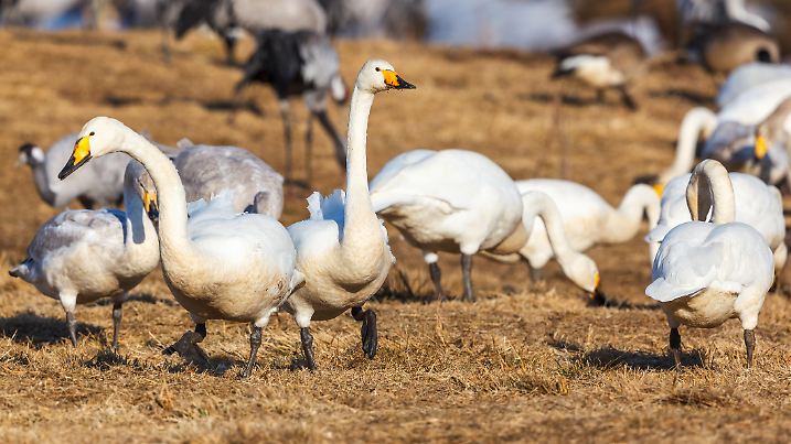 Whooper swan walking on a grass meadow in spring
