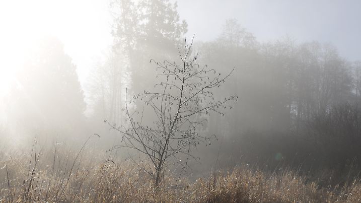 Selective focus on a small tree in tall grass on a cold morning in the Fraser Valley in southwestern British Columbia.
