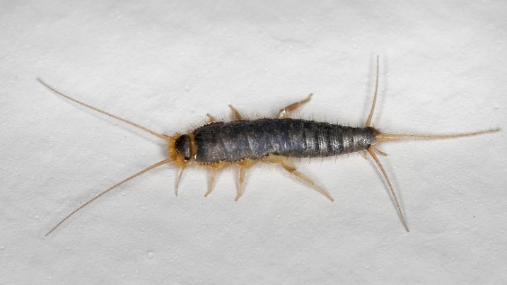 Papierfischchen, Papier-Fischchen, Silberfischchen, Silber-Fischchen (Ctenolepisma cf. longicaudata, Ctenolepisma cf. longicaudatum), sitzt an einer Zimmerwand | Long-tailed Silverfish, Giant Silverfish (Ctenolepisma cf. longicaudata, Ctenolepisma cf. longicaudatum), sitting on a wall