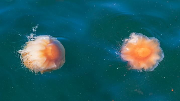 Fire jellyfish cyanea capillata in the North Sea