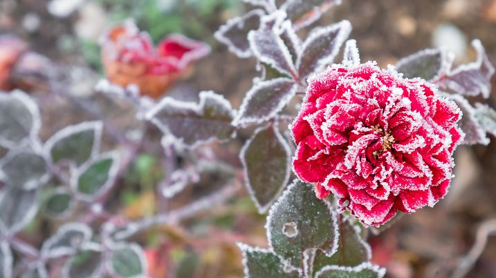 Beautiful rose flower full of snow and ice surrounded by green leaves forming a winter background