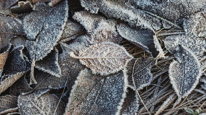 Frost on the grass.