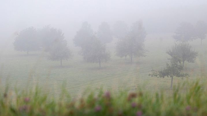 ARCHIV - 05.09.2024, Niedersachsen, Hannover: Mehrere einzeln stehende Bäume sind während der Morgendämmerung durch den Nebel vom Kronsberg aus zu sehen. (zu dpa: «Nebelwetter in Niedersachsen und Bremen») Foto: Michael Matthey/dpa +++ dpa-Bildfunk +++