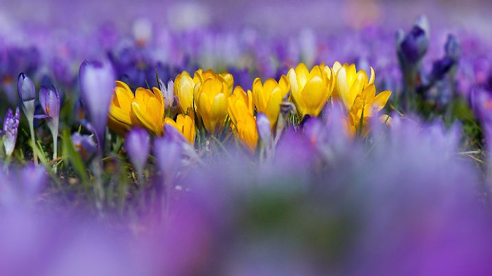 Violette und gelbe Krokusse (Crocus) wachsen am 04.03.2015 auf einer Wiese in Dresden (Sachsen). Foto: Arno Burgi/dpa +++(c) dpa - Bildfunk+++