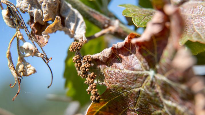 ARCHIV - 02.06.2020, Bayern, Nordheim Am Main: Durch Frost beschädigter Traubenansatz hängt an einem Rebstock. (zu dpa: «Frosthilfen für Obstbauern und Winzer kommen») Foto: Daniel Karmann/dpa +++ dpa-Bildfunk +++