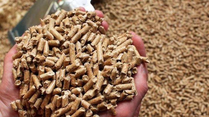 Ein Mitarbeiter von German Pellets hält Holzpellets in den Händen. Foto: Jens Büttner/ Archiv