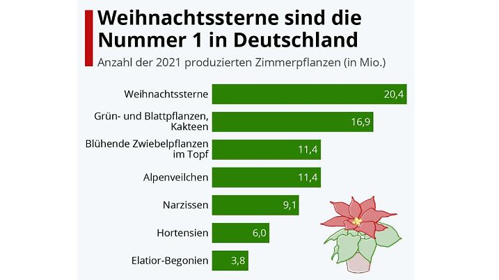 Der Weihnachtsstern wird in Gewächshäusern gezüchtet und kommt normalerweise ab Anfang November in den Verkauf