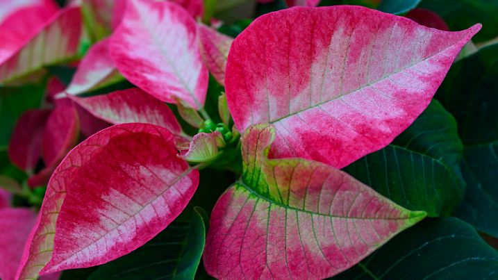 11.11.2024, Brandenburg, Manschnow: Blätter eines Weihnachtssternes leuchten in bunten Farben in einem Gewächshaus der Fontana Gartenbau GmbH. Die zur Familie der Wolfsmilchgewächse zählende Zierpflanze hat in den Wochen vor Weihnachten Hochsaison. Etwa 20.000 Weihnachtssterne leuten hier in verschiedenen Farben und Formen. Die Pflanzen sind für den Groß- und Einzelhandel für Berlin und Brandenburg bestimmt. Foto: Patrick Pleul/dpa +++ dpa-Bildfunk +++