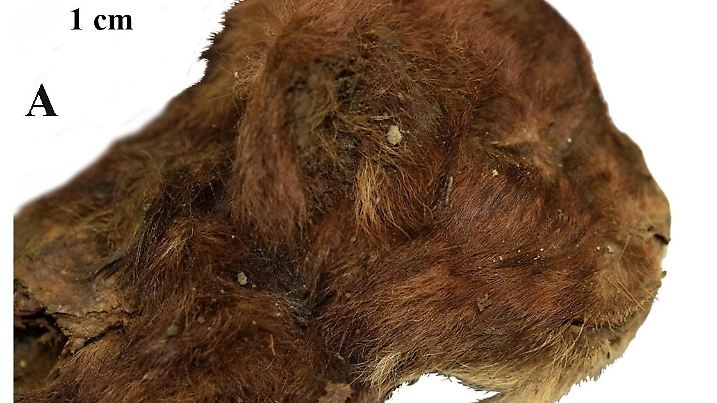 HANDOUT - 18.11.2024, Russland, Indigirka-Flussbecken: Seitenansicht des Kopfes eines drei Wochen alten Säbelzahntigers (Homotherium latidens), der vor etwa 35.500 bis 37.000 Jahren lebte, und im Permafrost als Mumie erhalten blieb (undatierte Aufnahme). Die Überreste des prähistorischen Raubtiers sind außergewöhnlich gut erhalten - bis hin zu den Schnurrhaaren. Wie die Forschungsgruppe im Fachblatt «Scientifc Reports» berichtet, wurde das Tier bereits 2020 in der Nähe des Flusses Badjaricha in der Region Jakutien oberhalb des Polarkreises entdeckt, wo es Jahrtausende in einem Eisbrocken konserviert war. Foto: Alexey V. Lopatin/dpa - ACHTUNG: Nur zur redaktionellen Verwendung im Zusammenhang mit einer Berichterstattung über (die Sendung/den Film/die Auktion/die Ausstellung/das Buch) und nur mit vollständiger Nennung des vorstehenden Credits +++ dpa-Bildfunk +++
