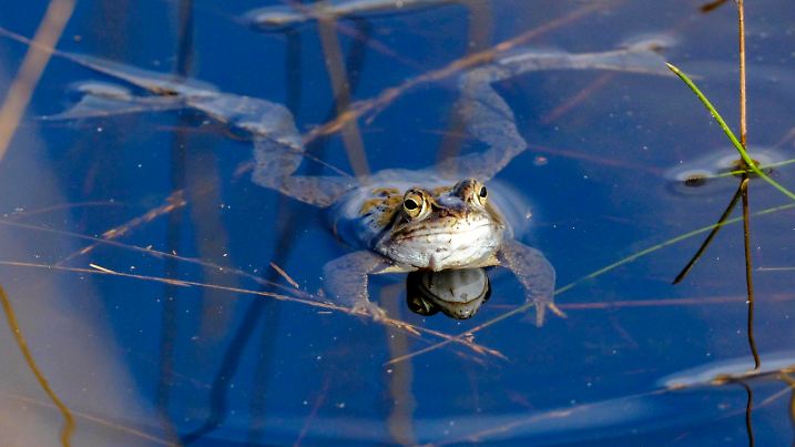 DEU, Deutschland, Nordrhein-Westfalen, Niederrhein, Wesel, 03.03.2023: ein Moorfrosch in einem Weiher im Diersfordter Moor, das Teil des Naturparks Hohe Mark ist *** DEU, Germany, North Rhine-Westphalia, Lower Rhine, Wesel, 03 03 2023 a moor frog in a pond in the Diersfordter Moor, which is part of the Hohe Mark Nature Park