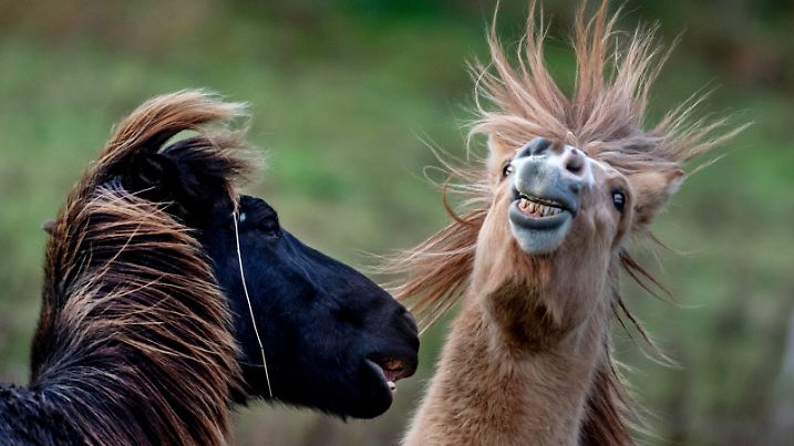 Icelandic horses play at a stud farm in Wehrheim near Frankfurt, Germany, Tuesday, Nov. 26, 2024. (AP Photo/Michael Probst)