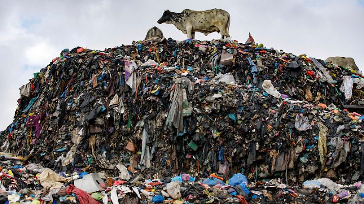 Cows are seen at the largest dumpsite where textile waste ends up at Old Fadama in Accra, Ghana, Saturday, Oct. 19, 2024. (AP Photo/Misper Apawu)