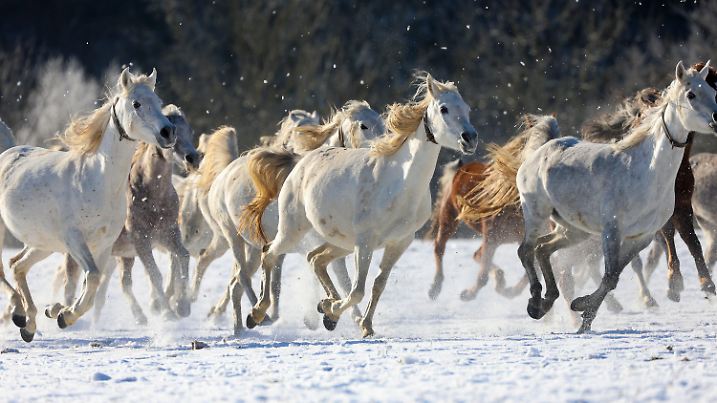 dpatopbilder - 26.12.2024, Baden-Württemberg, Gomadingen: Araberstuten galoppieren im Haupt- und Landgestüt Marbach auf der Schwäbischen Alb im Sonnenschein durch den Schnee. Foto: Thomas Warnack/dpa +++ dpa-Bildfunk +++