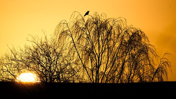 Die Silhouette eines Vogels zeichnet vor dem vom Sonnenaufgang verfärbten Morgenhimmel ab.