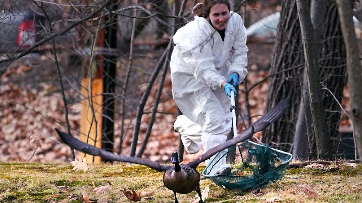 Katie Handler, veterinary technician with the New England Wildlife Center, reaches to try to capture an oil-covered goose along the Muddy River, Monday, Dec. 9, 2024, in Brookline, Mass., as wildlife rescuers tended to dozens of birds that were soaked in oil after an apparent spill. (AP Photo/Charles Krupa)