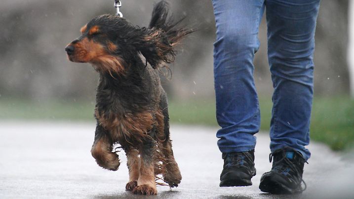 Winter weather Dec 7th 2024. A dog being walked in the wind and rain in Porthcawl, Wales. Millions have been warned to stay indoors, thousands are without power and trains have been cancelled as the Government's "risk to life" alert brought on by Storm Darragh came into force. Picture date: Saturday December 7, 2024. Photo credit should read: Ben Birchall/PA Wire URN:78412238