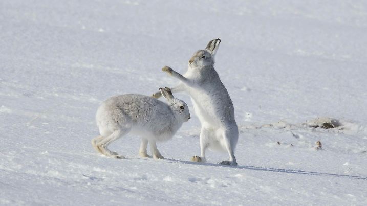 Kämpfender Schneehase (Lepus timidus), Alpenhasen, Schneehasenweibchen mit weißem Winterfell wehrt Männchen im Schnee ab