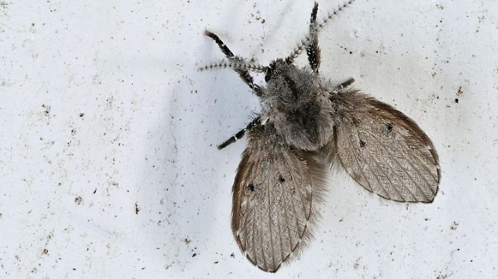 eine schmetterlingsmücke, die auch abortfliege genannt wird, chlogmia albipunctata