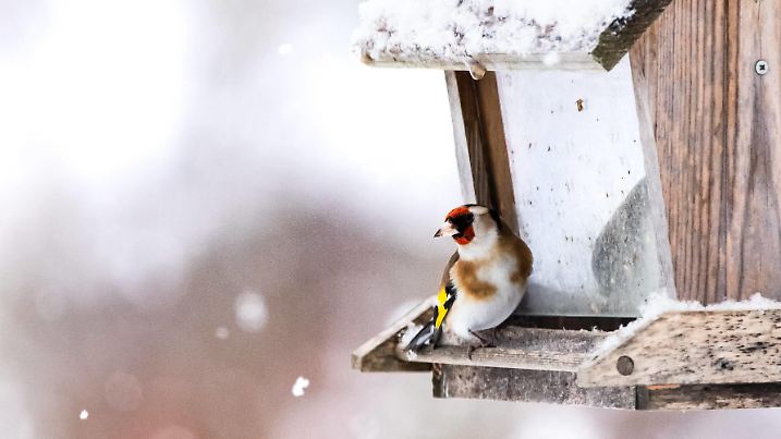 08.03.2023, Handenberg, AUT, Fototermin, Unterwegs in Oberösterreich, Verschiedene Themenbilder, Themenbild, Symbolfoto, Tiere, Archiv, im Bild Stieglitz, Winter, Vogelhaus, *** 08 03 2023, Handenberg, AUT, photo session, On the road in Upper Austria, Various theme images, theme image, symbol photo, animals, archive, in the picture goldfinch, winter, bird house,
