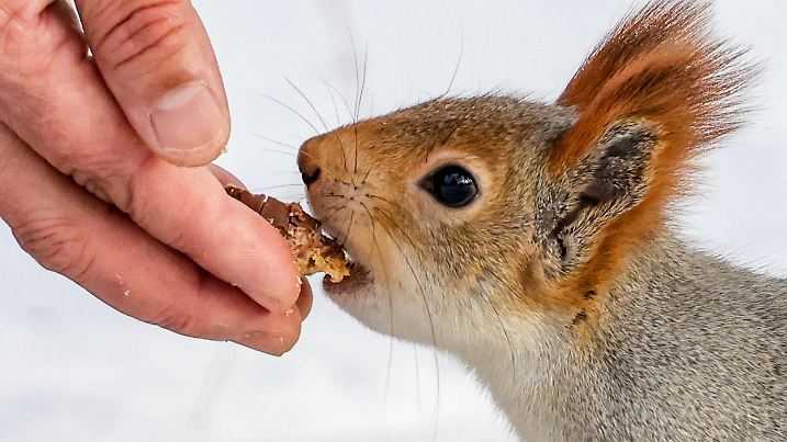 RUSSIA, NOVOSIBIRSK - NOVEMBER 19, 2024: A squirrel lives in the Central Park / action press
