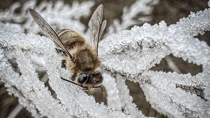 ERZURUM, TURKIYE - NOVEMBER 13: A bee is seen on a frozen flower as beekeepers have started to overwinter their bees in order to get good yields and prevent losses next season in Erzurum, Turkiye on November 13, 2024. Beekeepers, who produce until the fall, protect the bees from the cold by protecting the hives with protective materials such as sacks and tarpaulins after narrowing the distance between the hives when the air temperature drops below zero. Hilmi Tunahan Karakaya / Anadolu