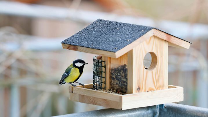 Kohlmeise, Kohl-Meise Parus major, am Vogelfutterhaeuschen auf einem Balkon, Deutschland great tit Parus major, at Bird feeder on a balcony, Germany BLWS706359 *** Great tit, Kohl Meise Parus Major , on Vogelfutterhaeuschen at a Balcony, Germany Great Tit Parus Major , AT Bird Feeder ON a balcony, Germany BLWS706359 Copyright: xblickwinkel/F.xHeckerx