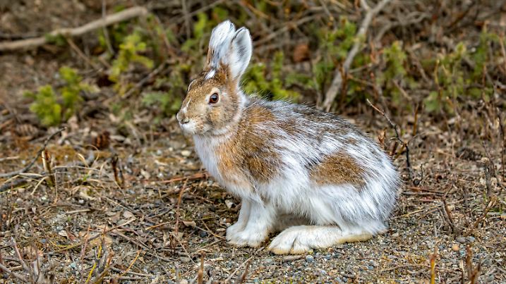Snowshoe hare (Lepus americanus) changing to summer colours, Denali National Park and Preserve; Alaska, United States of America
