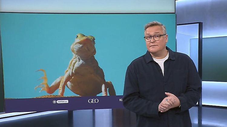 Wenn sich das Klima ändert, dann müssen wir uns anpassen – und Tiere auch. Während sich Menschen zum Beispiel Klimaanlagen zulegen, kann man bei zahlreichen Tierarten beobachten, dass sie ihr Aussehen verändern.