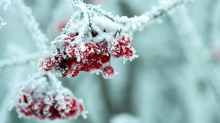 Ein Ast mit Früchten ist mit Frost überzogen